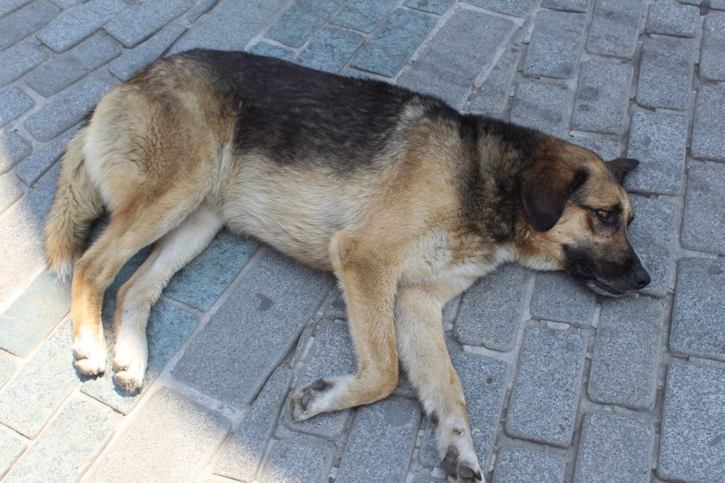 Photo of a dog lying down in the shade on a street.