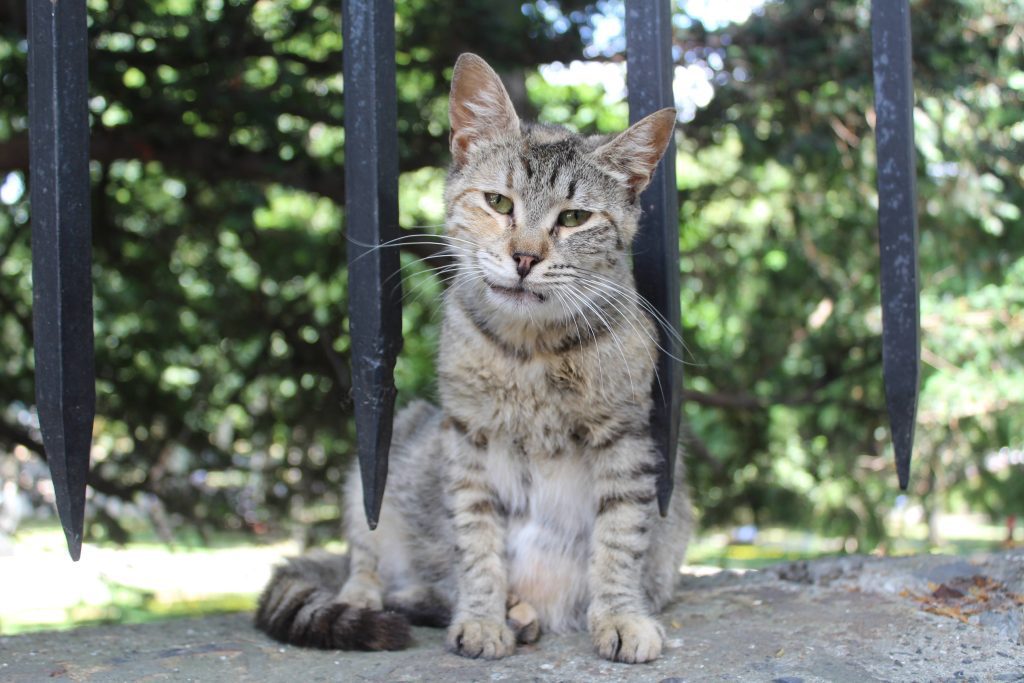 Photo of a cat sitting on a wall behind some railings. The railings are extending downwards towards the wall leaving a gap between them and where the cat is sitting, rather than extending upwards from the wall. Behind the cat is a blurry background of what looks like trees and grass.