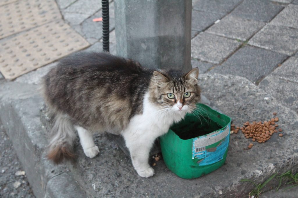 Photo of a very fluffy cat standing next to a green tub filled with water. Next to the tub is a pile of dry cat food. The cat is looking directly at the camera. The cat is standing next to what looks like a large pole, on the pavement next to some blister paving marking a crossing point.