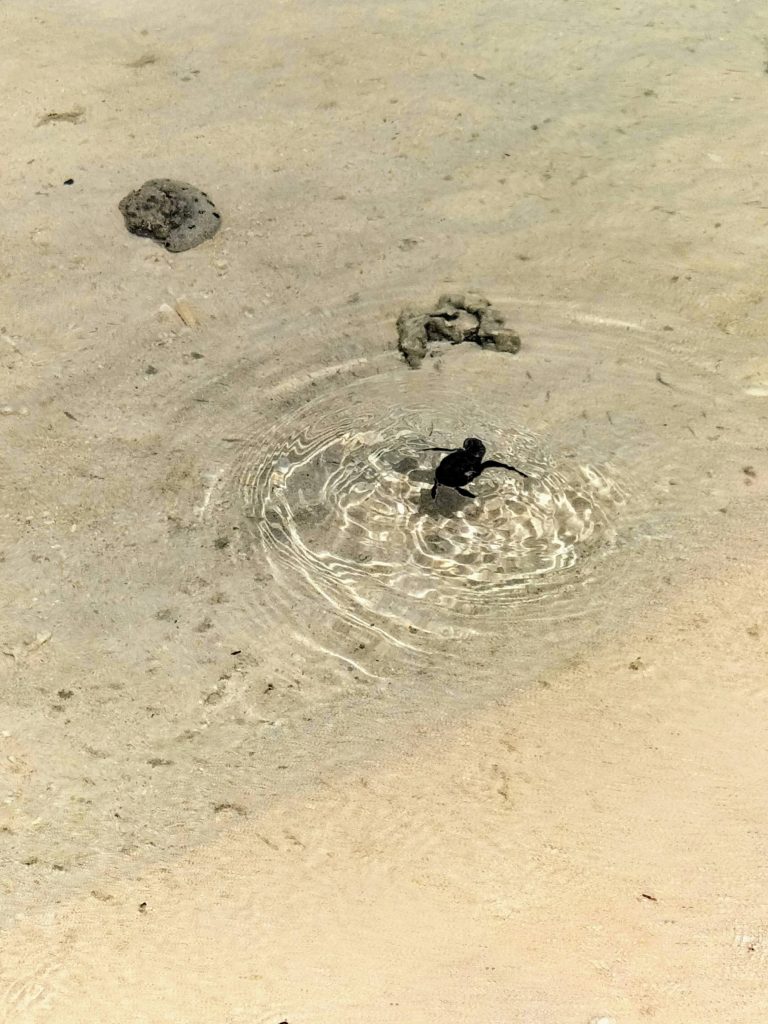 Photo showing a tiny baby turtle swimming in shallow water above some sand.