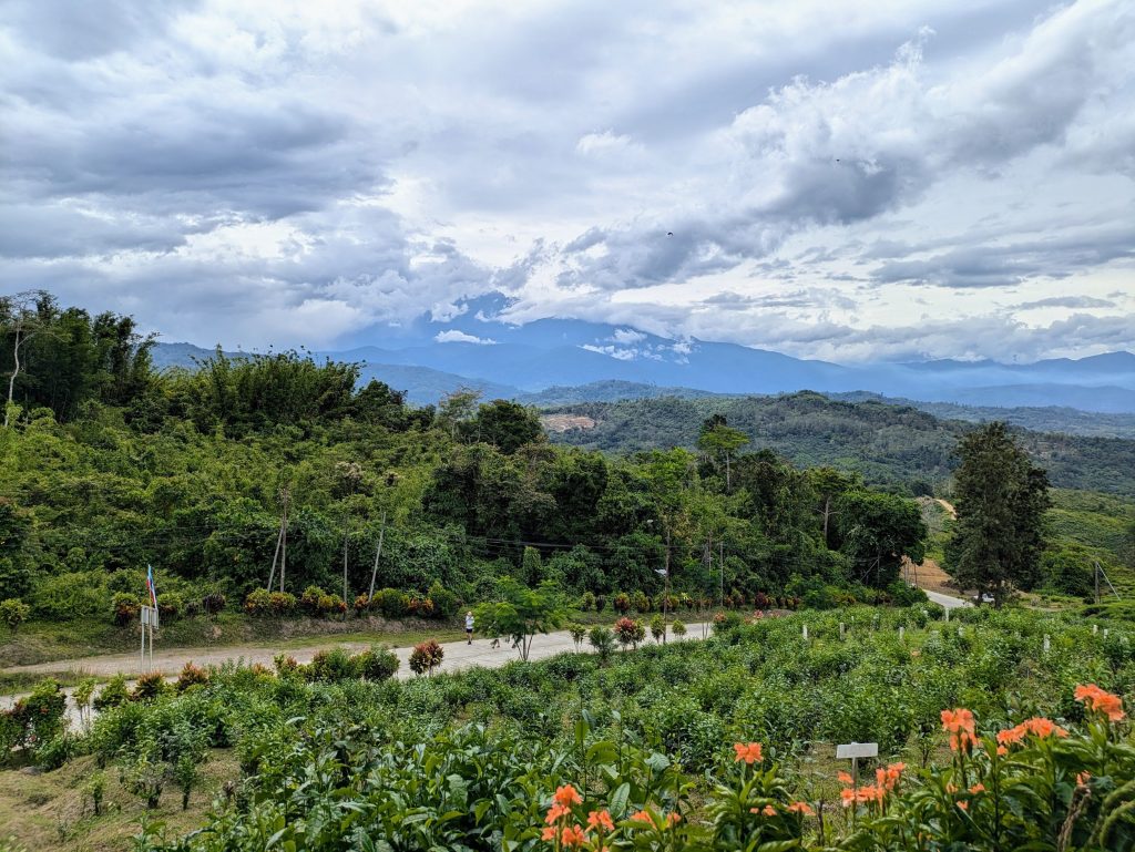 Photo a tea plantation with a road behind it. In the distance are lots of trees and mountains. Some of the hills are covered by clouds so you can't see them all.