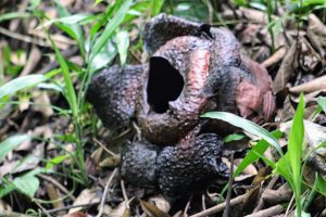 Photo of a dead rafflesia. The petals are turning black and shrivelling up. 