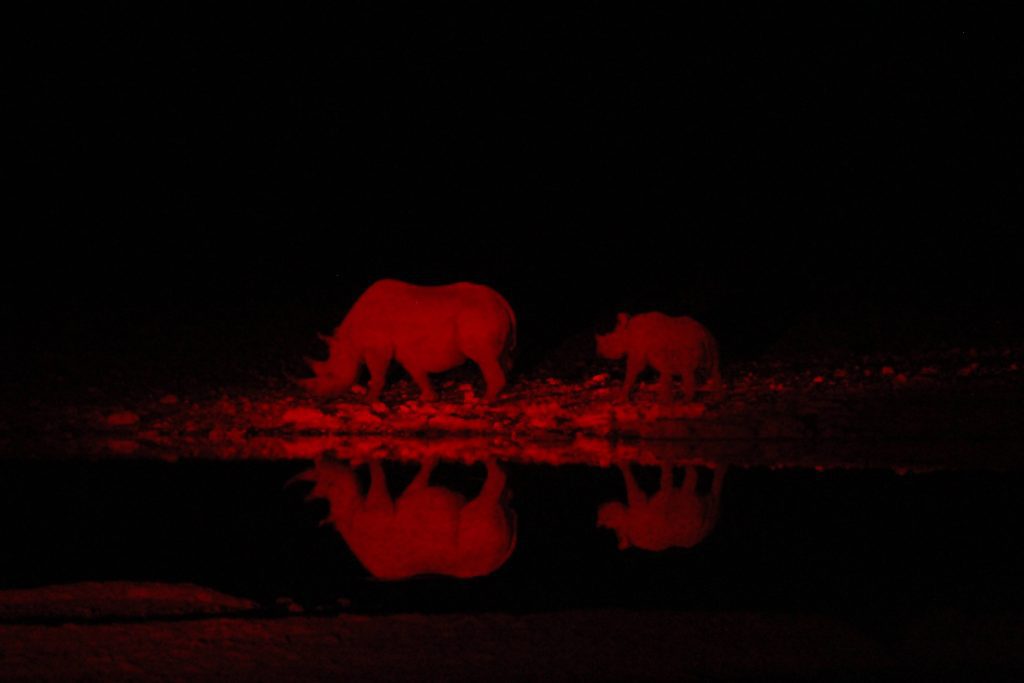 Photo of two rhinos at night. There is a red light used to see them. One is a small baby which is behind the larger adult one.