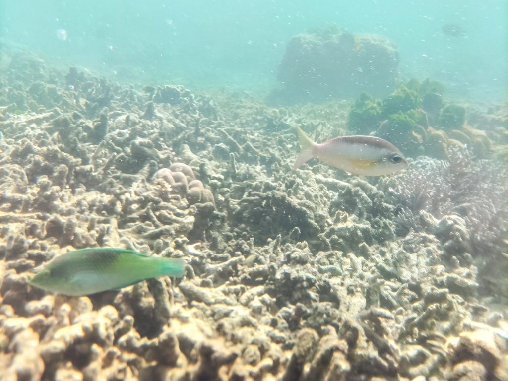 Photo taken underwater. There is a lot of very pale, bleached coral. Two colourful fish are swimming close to the camera. One green one is swimming to the left and another one that has pink, white and yellow stripes is swimming to the right. In the distance you can see some green vegetation and a large rock.