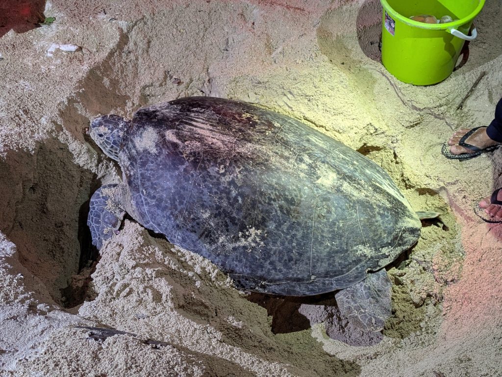 Photo of a large turtle in a hole in the sand. In the top right is a green bucket that has some turtle eggs in it.