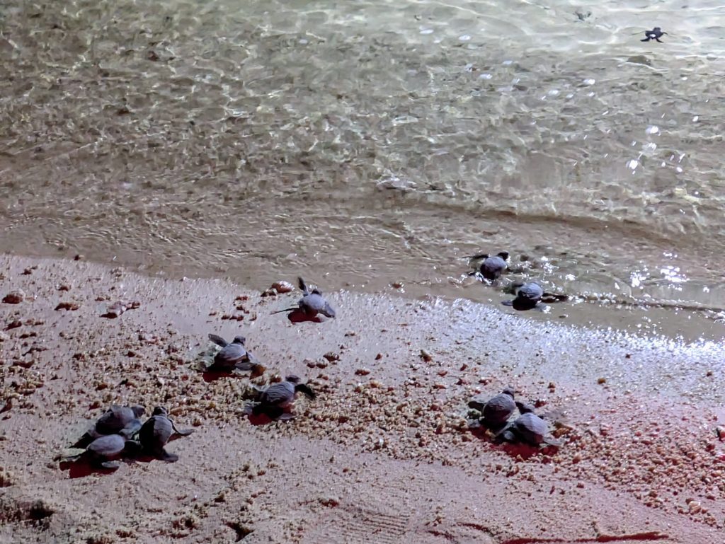 Photo of hatchlings being released to the sea on Turtle Island. You can see ten baby turtles in the image, two have reached the water and the rest are scurrying across the sand.